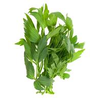 Maggikruid lavas BIO - thumbnail