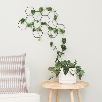 Plantenwandrek - M Plantenwandrek - M