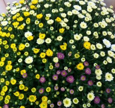 Bol Chrysant kleurenmix Warentuin Natuurlijk - Warentuin natuurlijk