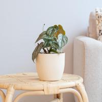 Philodendron Brandtianum - P12 - thumbnail