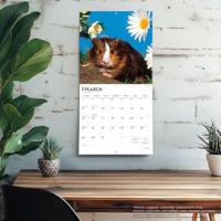 Cavia Kalender 2026 - thumbnail