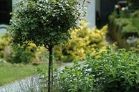 Meister Kabelbinder Set 85-Dlg W - WU7452490 - thumbnail