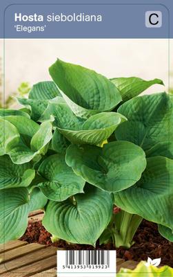 Hartlelie (hosta sieboldiana "Elegans") schaduwplant - 12 stuks