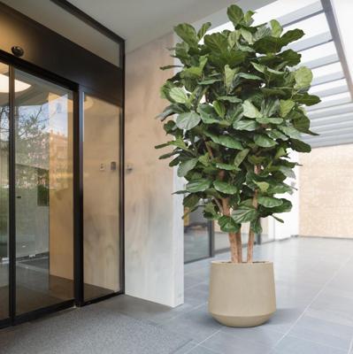 Lyrata Kolom Giant Kunstboom Deluxe 300cm