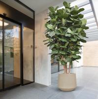 Lyrata Kolom Giant Kunstboom Deluxe 300cm - thumbnail