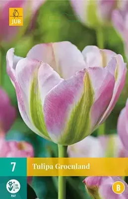 Tulp groenland 7 bollen
