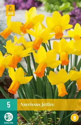 Narcis jetfire 5 bollen