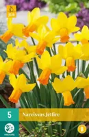 Narcis jetfire 5 bollen - thumbnail