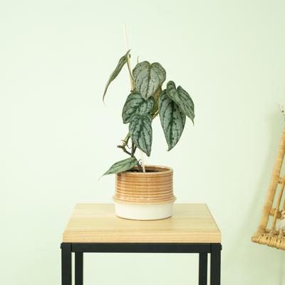 Philodendron Brandtianum - P10,5