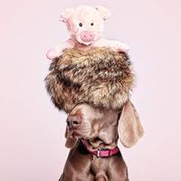 Hondenspeelgoed Gloria Peggy Varken - thumbnail