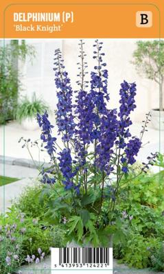 V.I.P.S. Delphinium (P) ''Black Knight'' - Ridderspoor (P9)