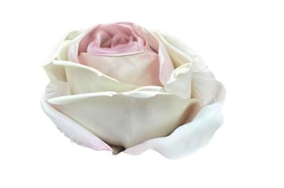 Enkele wit paarse roos Buitengewoon de Boet - Buitengewoon de boet Enkele wit paarse roos Buitengewoon de Boet - Buitengewoon de boet