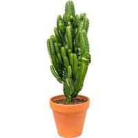 Euphorbia cactus acruensis L kamerplant - thumbnail