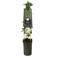 Passiebloem Passiflora Snow Queen PBR 75 cm klimplant - thumbnail