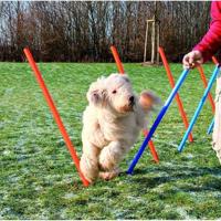 TRIXIE DOG ACTIVITY AGILITY SLALOM STOKKEN BLAUW / ORANJE 115X3 CM 12 ST - thumbnail