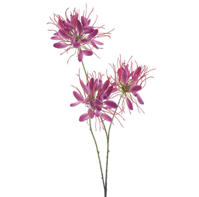 Spider flower spray beauty 94 cm kunstbloem Erutan Avon - Erutan avon Spider flower spray beauty 94 cm kunstbloem Erutan Avon - Erutan avon