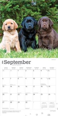 Labrador Retriever Puppies Kalender 2026 Labrador Retriever Puppies Kalender 2026