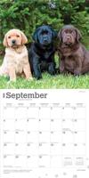 Labrador Retriever Puppies Kalender 2026 - thumbnail