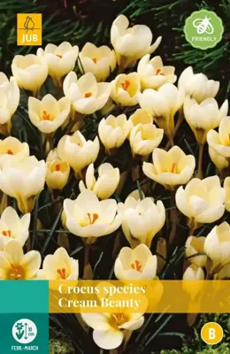 Crocus cream beauty 15 stuks Crocus cream beauty 15 stuks