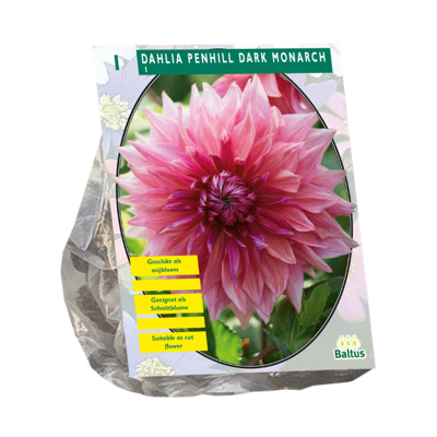 Bloembollen Dahlia Penhill Dark Monarch 1 stuk Baltus - Baltus