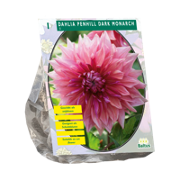 Bloembollen Dahlia Penhill Dark Monarch 1 stuk Baltus - Baltus - thumbnail