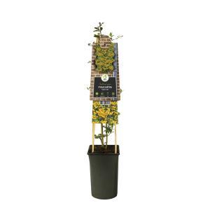 Klimplant Pyracantha Soleil d'Or - Vuurdoorn