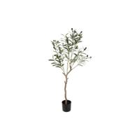 Olijfboompje Olea europaea L 105cm - thumbnail