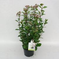 Sneeuwbal (Viburnum tinus “Ladybird”®) heester - 50-60 cm (C10) - 5 stuks - thumbnail