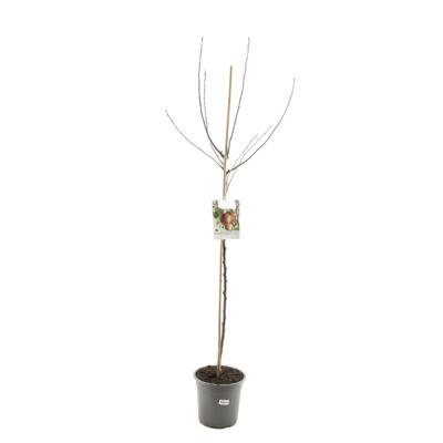 Malus domestica summerred halfstam rode handappel fruitboom Fruithof - Fruithof Malus domestica summerred halfstam rode handappel fruitboom Fruithof - Fruithof