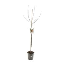 Malus domestica summerred halfstam rode handappel fruitboom Fruithof - Fruithof - thumbnail