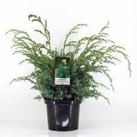 Juniperus chinensis blue alps 70 cm Conifeer Chinese jeneverbes Warentuin Natuurlijk - Warentuin natuurlijk - thumbnail