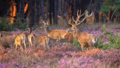 Herten in heide 130x70cm Tuinschilderij Customize-it - Customize it