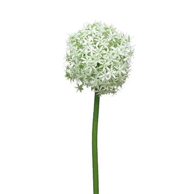 Allium Quin wit / groen 14cm kop Allium Quin wit / groen 14cm kop