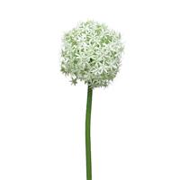 Allium Quin wit / groen 14cm kop - thumbnail