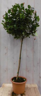 Glansmispel Photinia Red Robin rood stamhoogte 50 cm en hoogte 100 cm Glansmispel Warentuin Natuurlijk - Warentuin natuurlijk Glansmispel Photinia Red Robin rood stamhoogte 50 cm en hoogte 100 cm Glansmispel Warentuin Natuurlijk - Warentuin natuurlijk