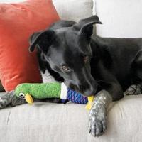 KONG SHAKERS CUCKOOS ASSORTI 32X9X8 CM - thumbnail