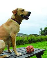 Happy Pet Twist-tee coil tugger touw - thumbnail