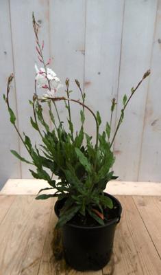 Gaura Prachtkaars Oenothera lindheimeri lichtroze Warentuin Natuurlijk - Warentuin natuurlijk