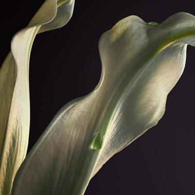 Rabanne - Paco Rabanne Olympea Parfum Spray Eau de Parfum 30 ml Dames