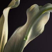 Rabanne - Paco Rabanne Olympea Parfum Spray Eau de Parfum 30 ml Dames - thumbnail