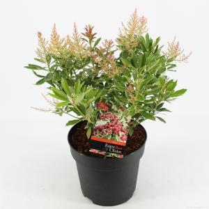 Rotsheide (Pieris Japonica “Ralto” PBR) heester - 30-40 cm (C4.5) - 9 stuks