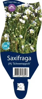 Saxifraga (A) Schneeteppich vaste plant Griffioen - Griffioen