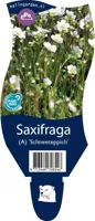 Saxifraga (A) Schneeteppich vaste plant Griffioen - Griffioen - thumbnail