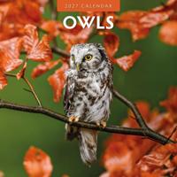 Uilen Kalender 2027 - thumbnail