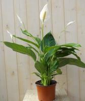 Lepelplant Spathiphyllum potmaat 24 cm H70-90 cm Warentuin Natuurlijk - Warentuin natuurlijk - thumbnail