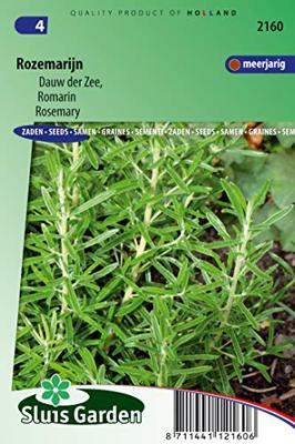 Rozemarijn zaden Rosmarinus Officinalis - thumbnail