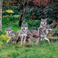 Wolven Kalender 2026 - thumbnail