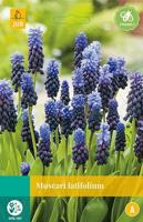 Muscari latifolium bloembollen 15 bollen Druifhyacint JUB - Jub - thumbnail