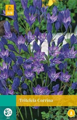 Triteleia corrina 25 bollen