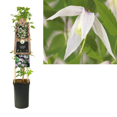 Klimplant Clematis Willy - Roze Bosrank